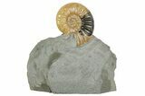 Translucent Ammonite (Asteroceras) Fossil - Dorset, England #240741-1